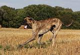 DOGUE ALLEMAND 340